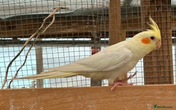 Cockatiels birds for sale: Baby Cockatiels - Image 2