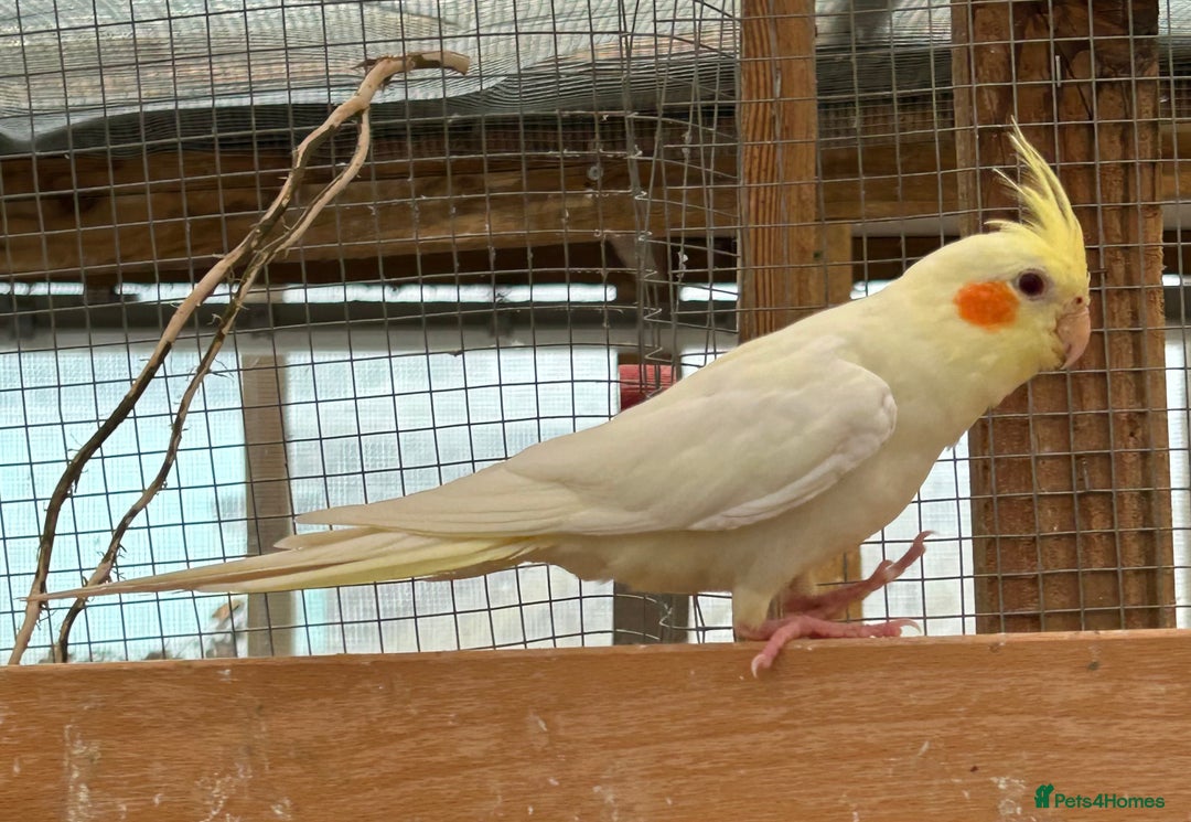 Cockatiels birds for sale: Baby Cockatiels - Image 2
