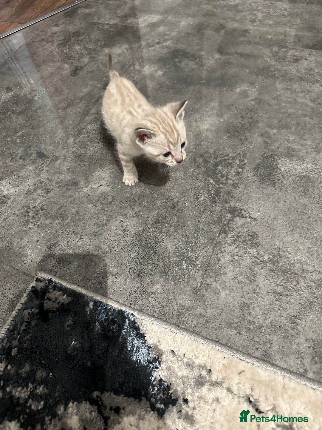 Bengal cats for sale: Stunning bengal/ragdoll kittens  - Image 7