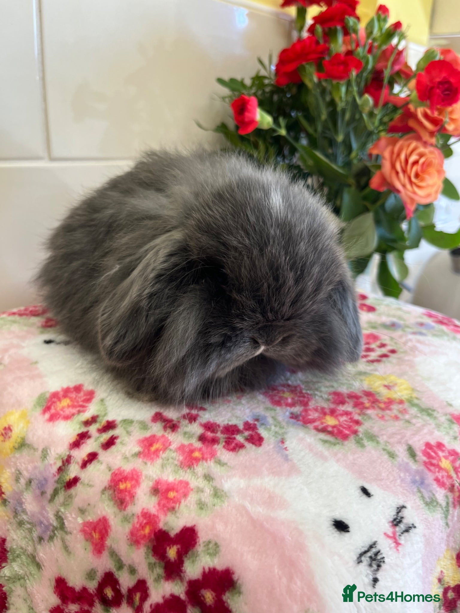 Mini Lop rabbits Stunning litter of mini lop babies  - Advert 14
