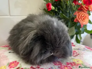 Mini Lop rabbits Stunning litter of mini lop babies - Advert 14