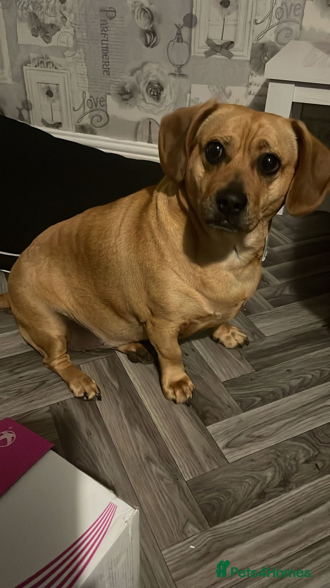 Mixed Breed dogs for sale: Dachshund + pug - Image 6