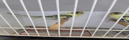 Budgerigars birds for sale: All sorts of budgies  in Crook - Advert 9