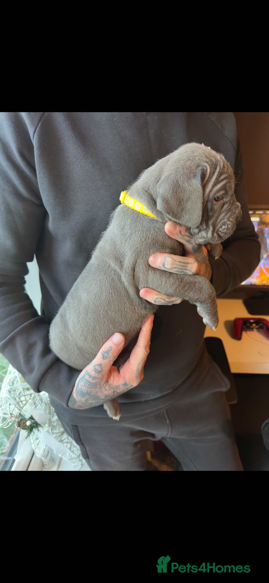 Mixed Breed dogs for sale: Presa X Neo puppies - Advert 21