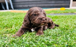 Cockapoo dogs for sale: Beautiful Merle cockapoos - Image 7