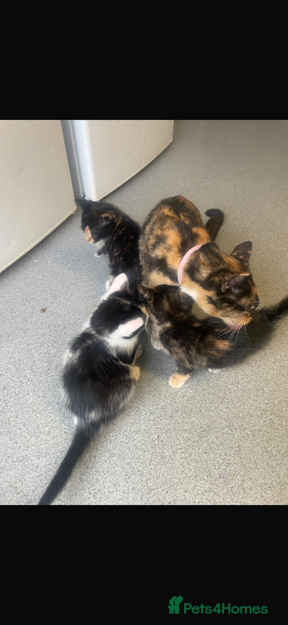 Mixed Breed cats Kittens - Advert 1