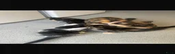 Mixed Breed cats for sale: Kittens - Advert 1