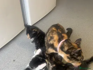 Mixed Breed cats Kittens - Advert 1