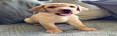 Penny