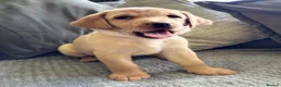 Labrador Retriever dogs for sale: Beautiful KC Registered Labrador Puppies - Advert 2