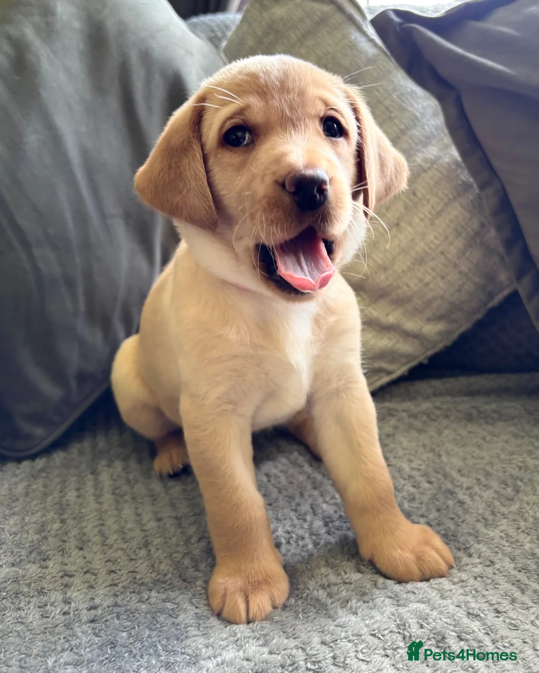 Labrador Retriever dogs for sale: Beautiful KC Registered Labrador Puppies - Advert 2