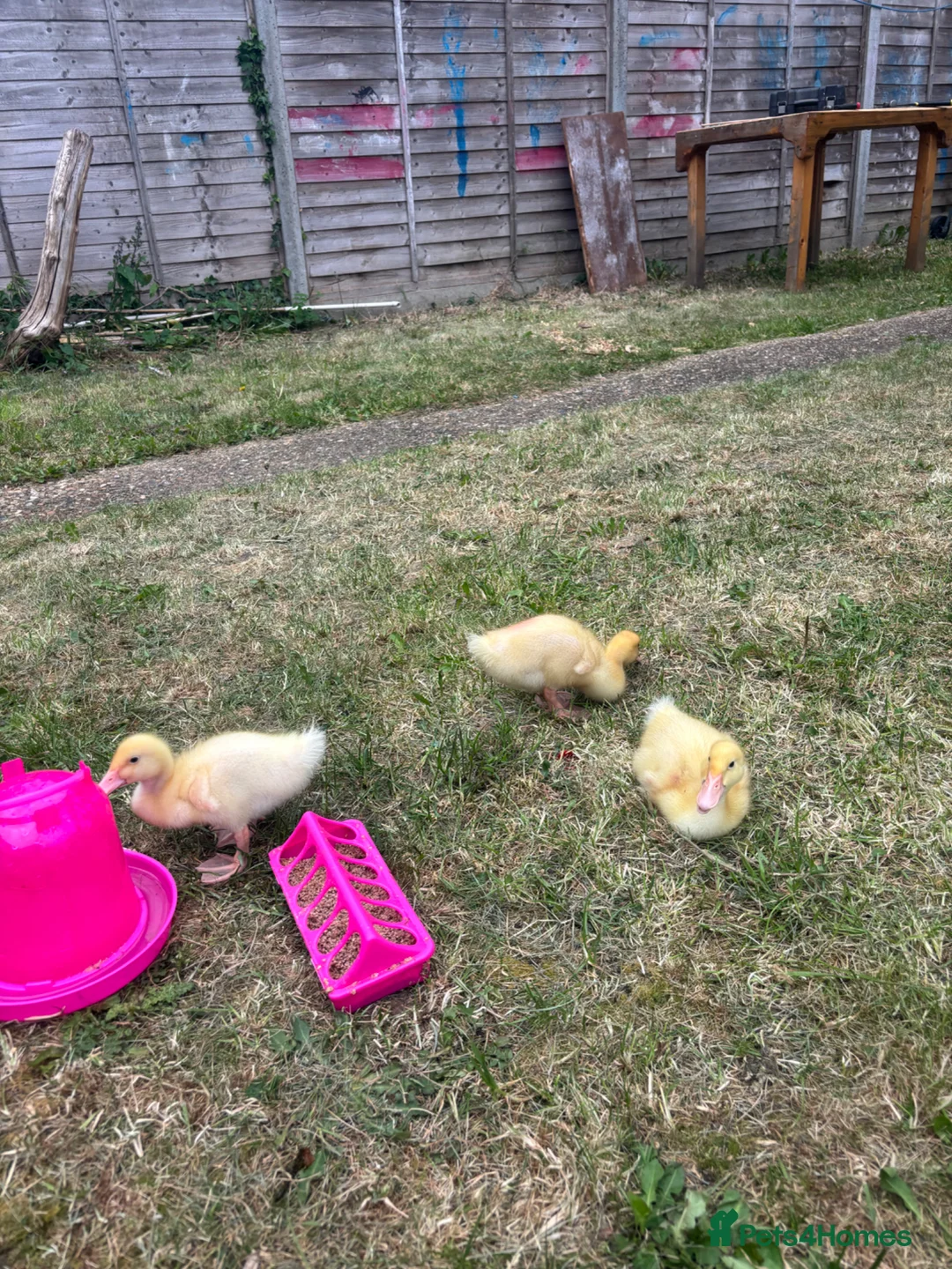 Ducks poultry for sale: Aylesbury ducks - Advert 2