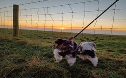 Biewer Terrier dogs for stud: Purebred Pedigree Biewer Terrier Stud in Merthyr Tydfil - Image 17