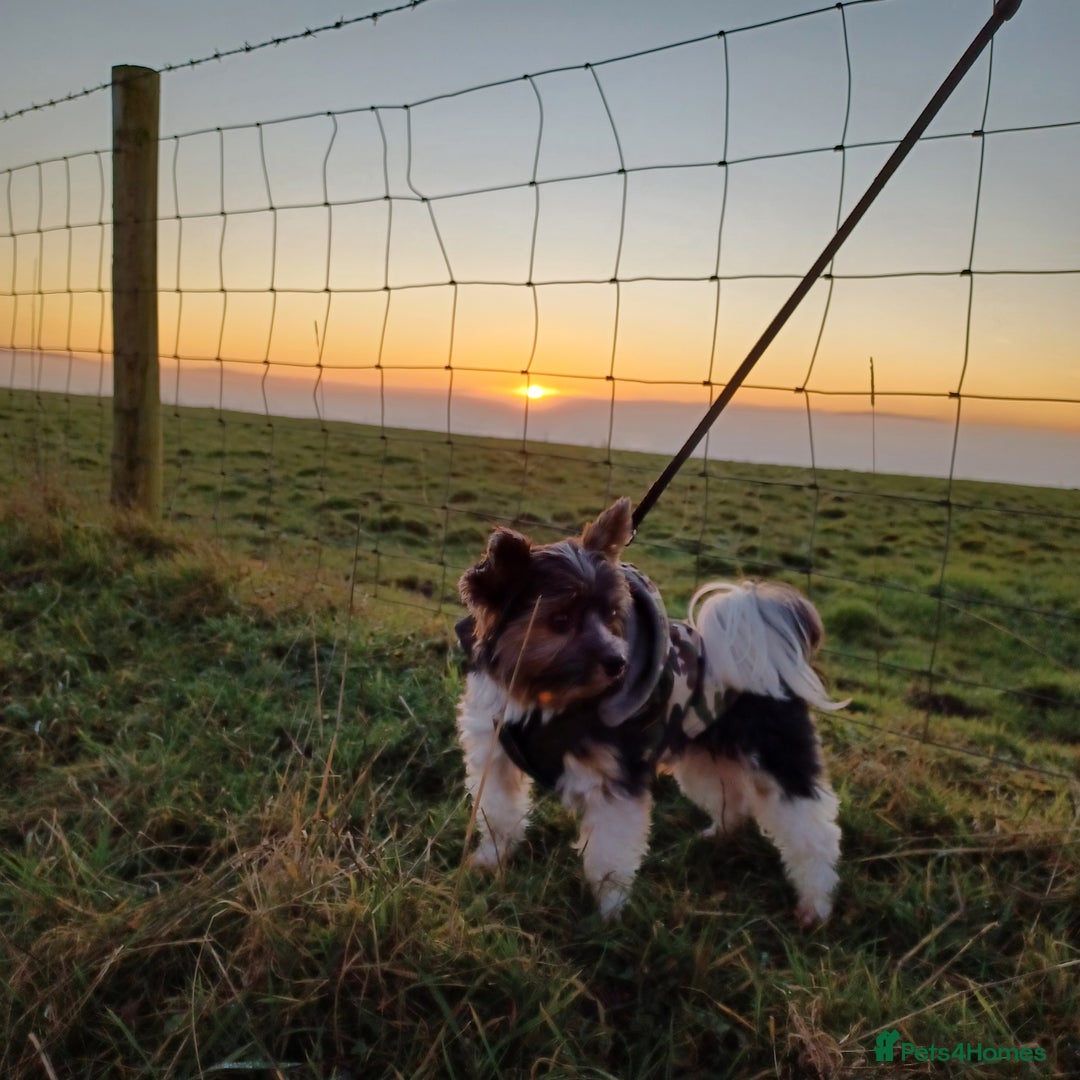 Biewer Terrier dogs for stud: Purebred Pedigree Biewer Terrier Stud in Merthyr Tydfil - Image 17