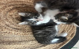 British Longhair cats for sale: Stunning friendly kittens - Image 16