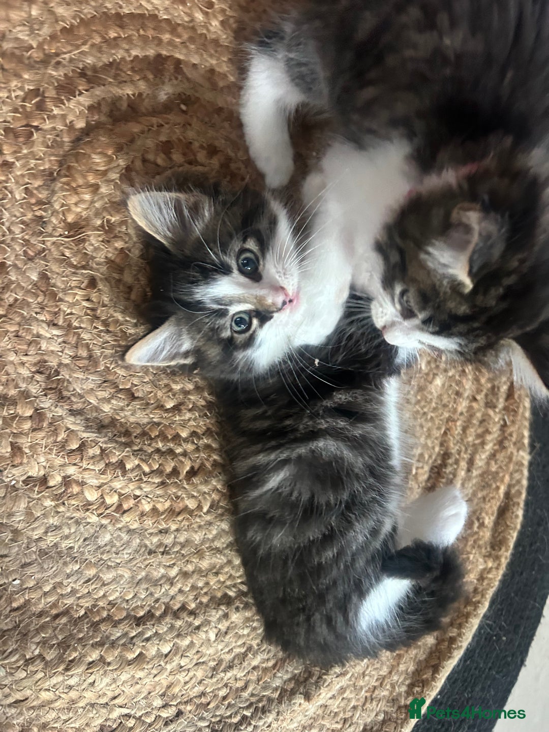 British Longhair cats for sale: Stunning friendly kittens - Image 16