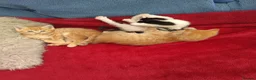 Mixed Breed cats for sale: 3 lovely boys looking for a great family - Advert 7