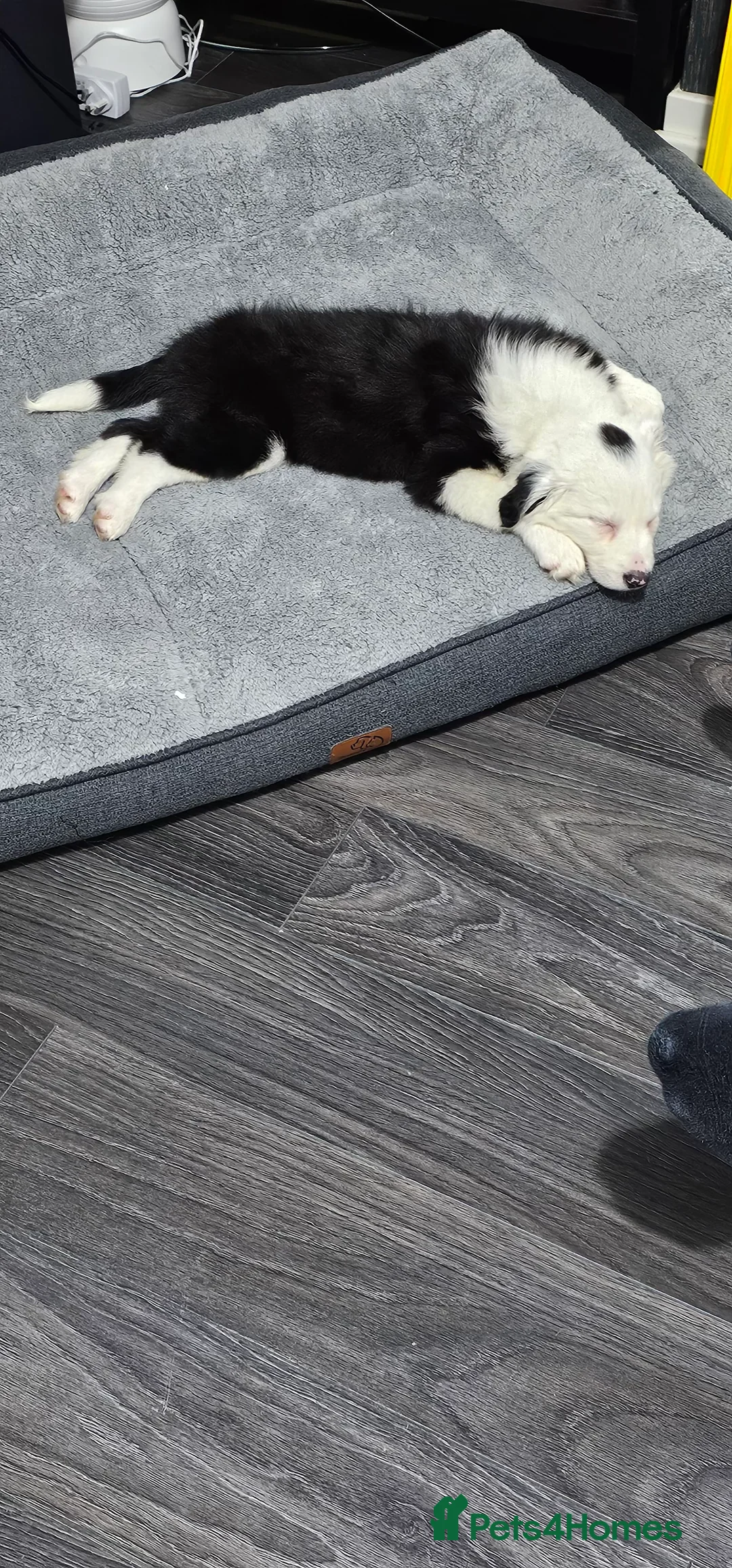 Border Collie dogs for sale: Yuna is looking for a family  in Coventry - Advert 4