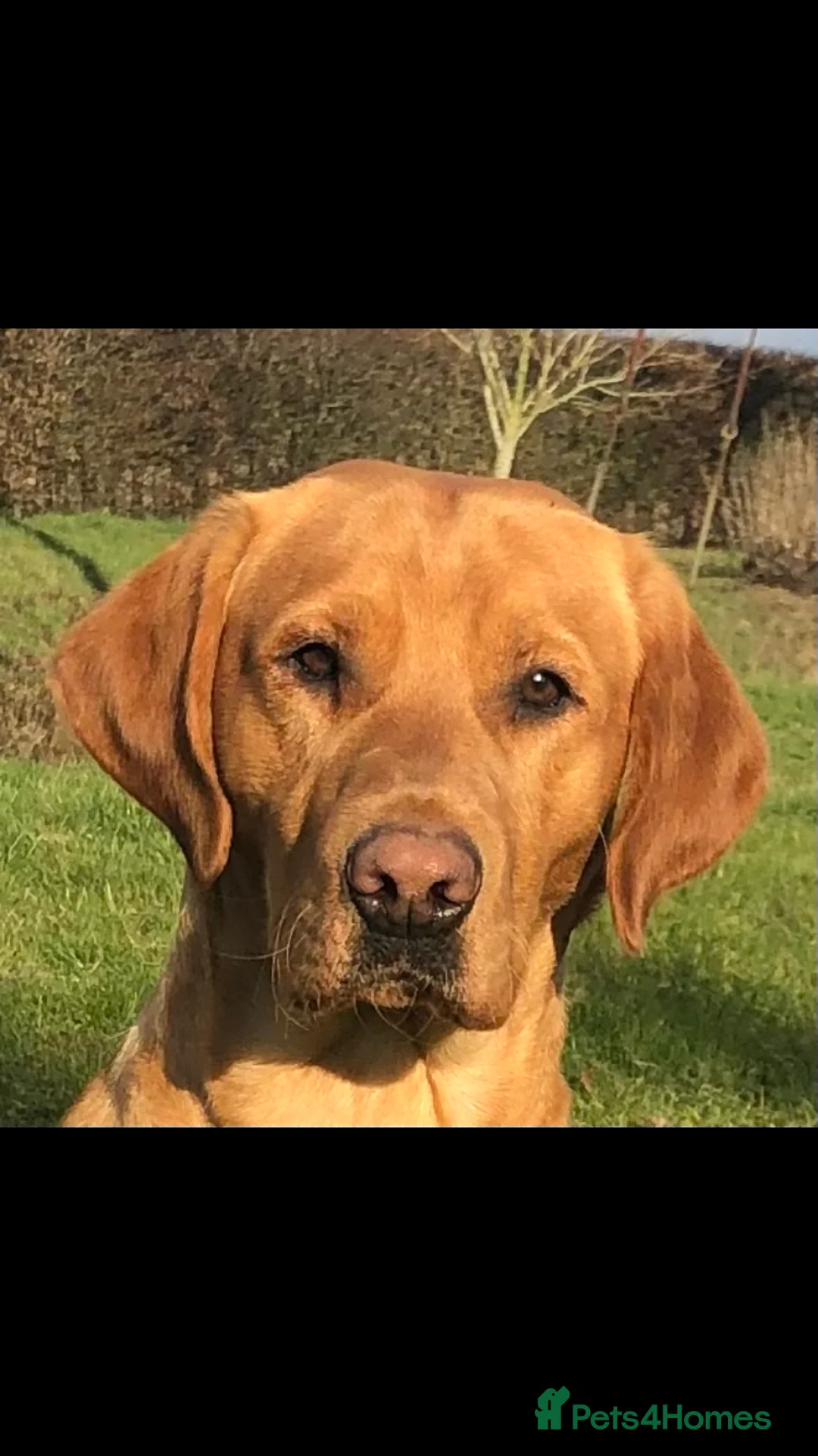 Labrador Retriever dogs for stud: Kc reg,Fully health tested Labrador stud suffolk in Eye - Advert 4