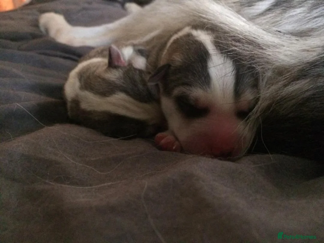 Siberian Husky dogs for stud: 1 husky males for stud - Advert 6