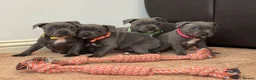 Staffordshire Bull Terrier dogs for sale: ❗️Ready to leave this Saturday  - Advert 4