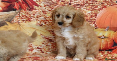 Cavapoo dogs - Advert 14