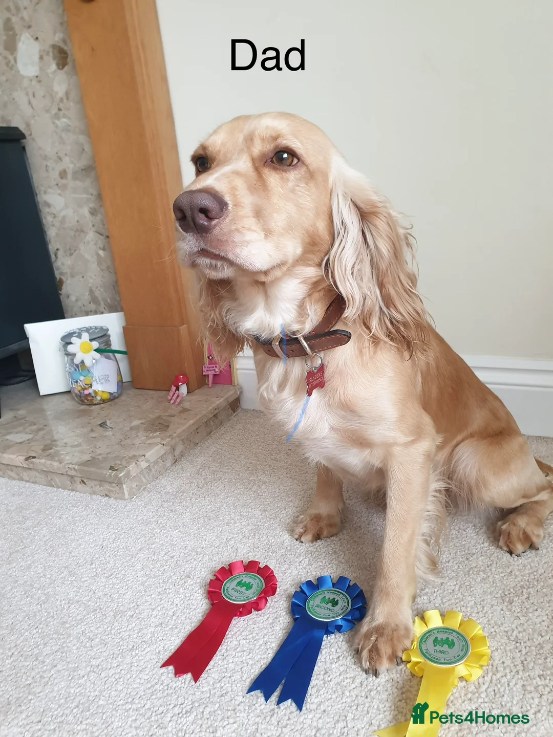 Cocker Spaniel dogs for sale: Cocker Spaniel girl looking for an amazing home - Advert 11