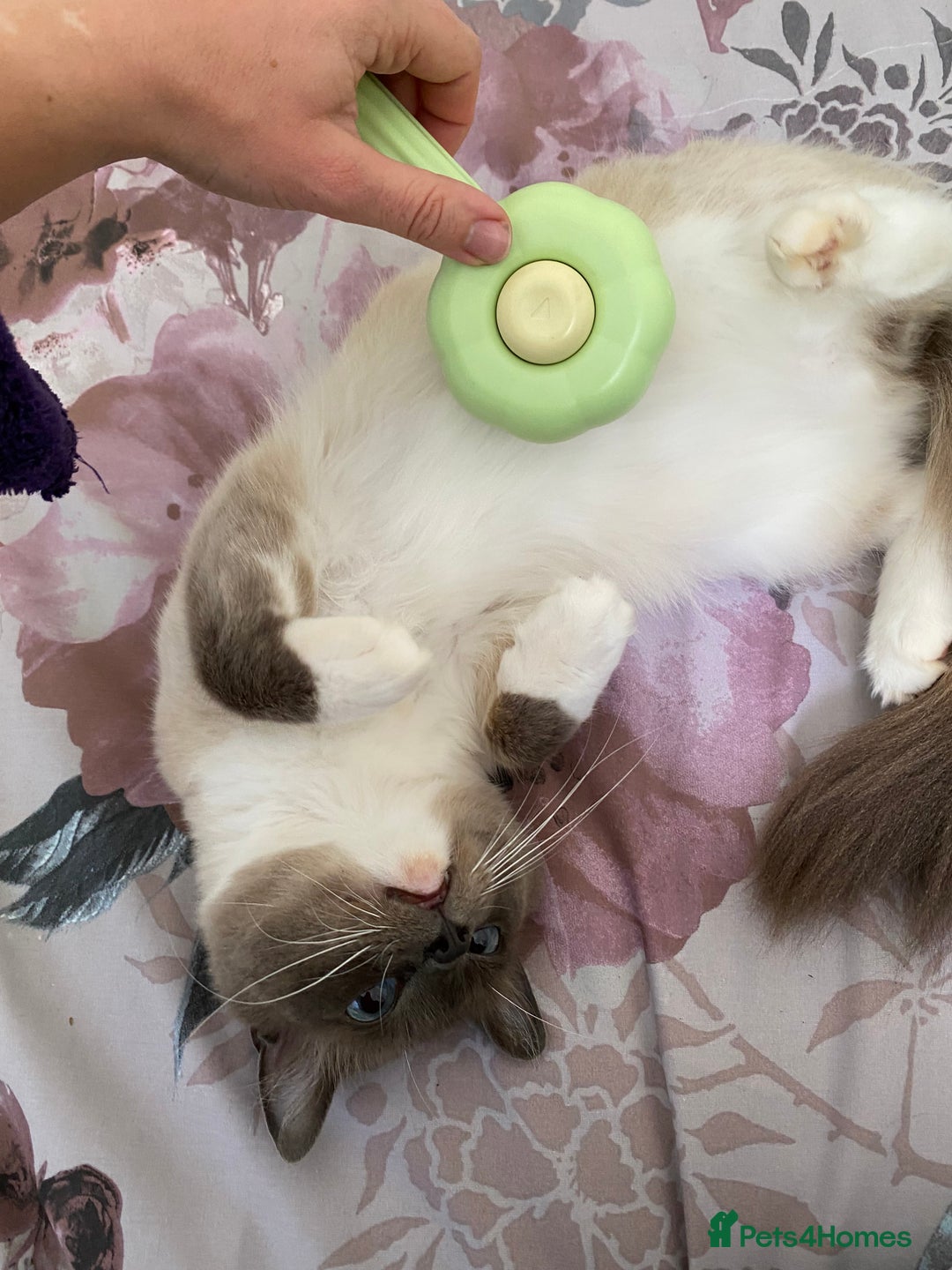 Ragdoll cats for sale: Super affectionate male ragdoll house cat - Advert 9