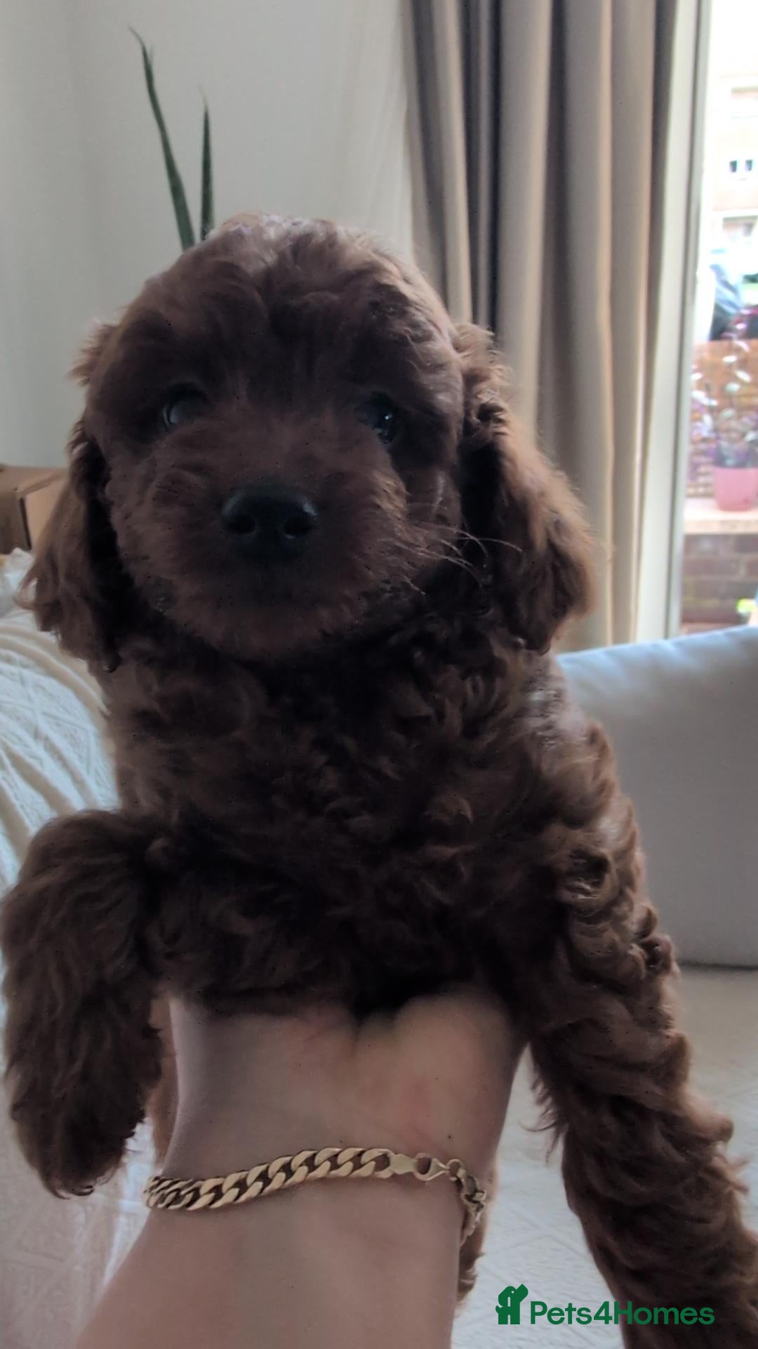 Toy Poodle dogs Pedigree Toy Poodle Puppies - Advert 16
