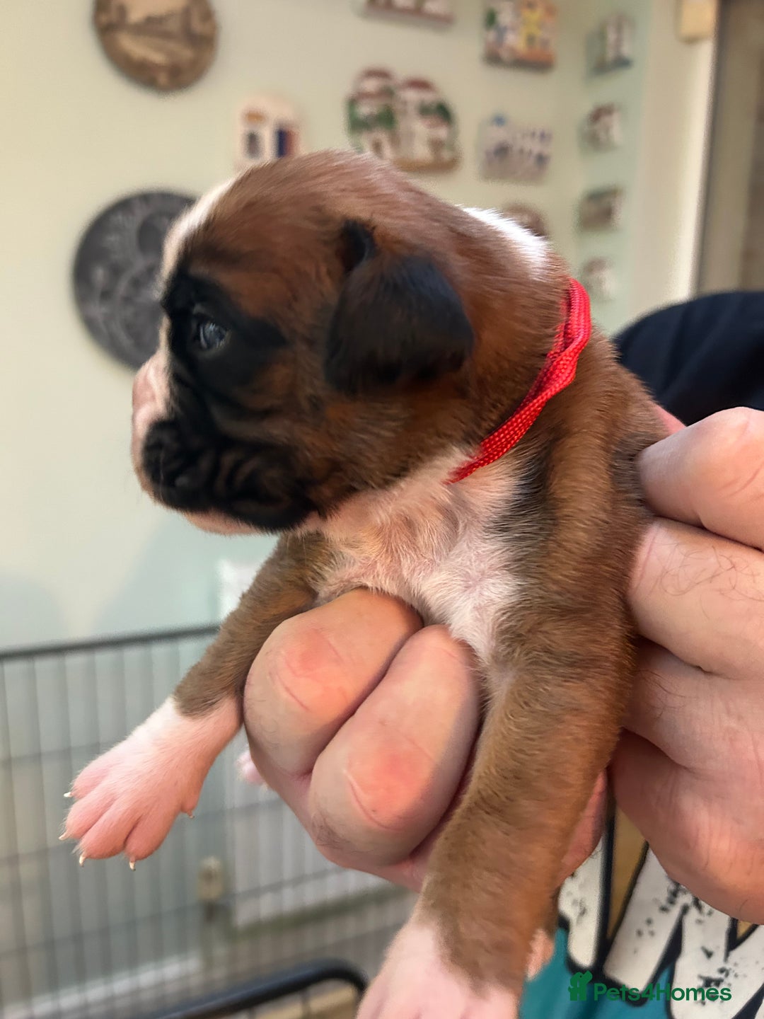 Boxer dogs for sale: Adorable BOXER puppies - Advert 13