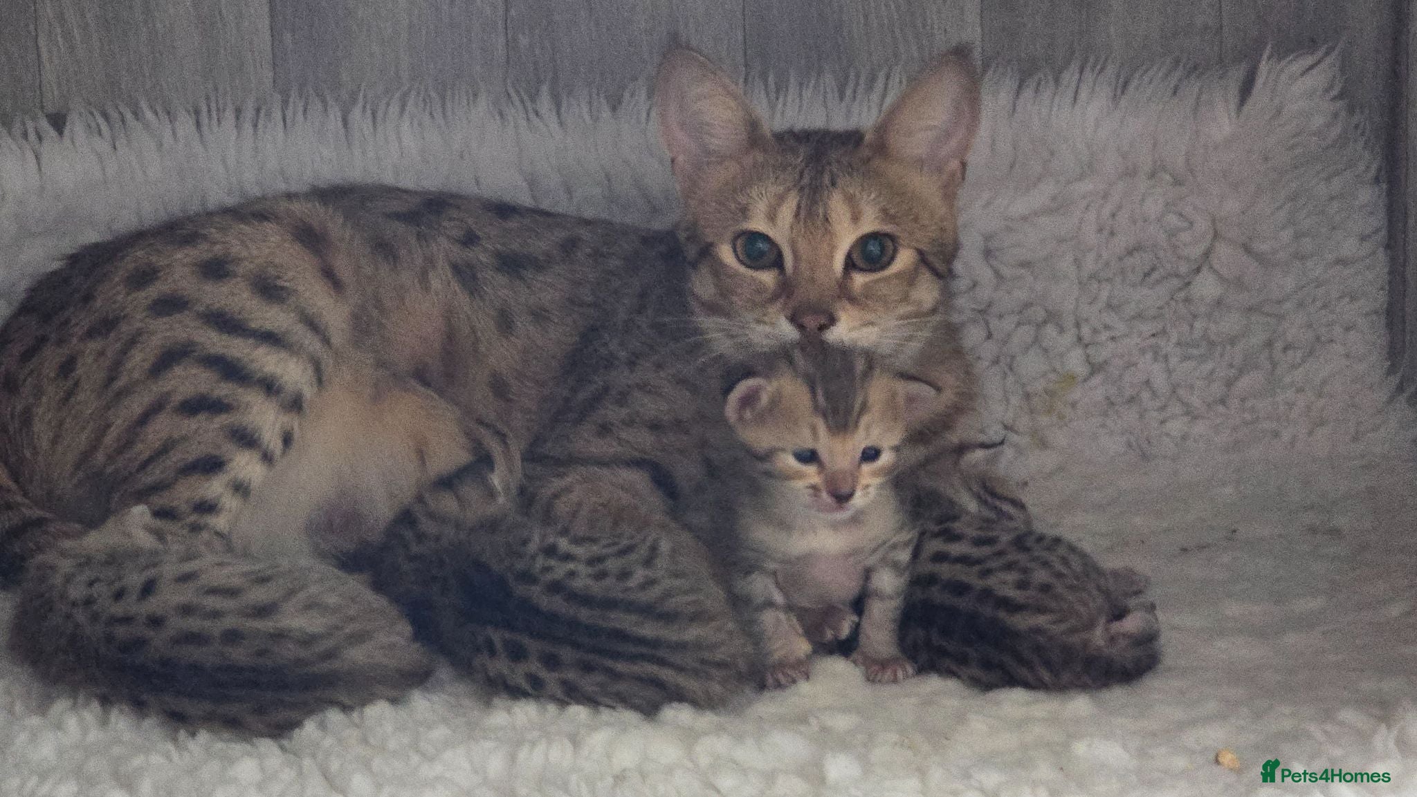 Savannah cats F3c Savannah kittens  - Advert 1