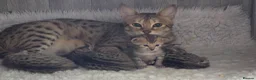 Savannah cats for sale: F3c Savannah kittens  - Advert 1