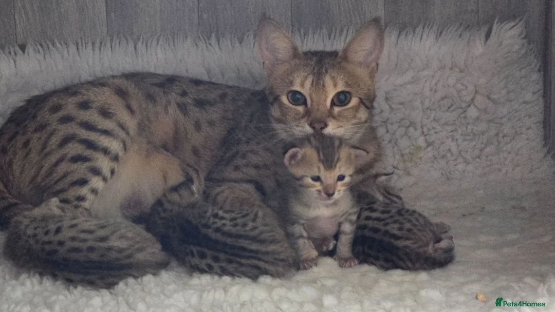 Savannah cats for sale: F3c Savannah kittens  - Advert 1