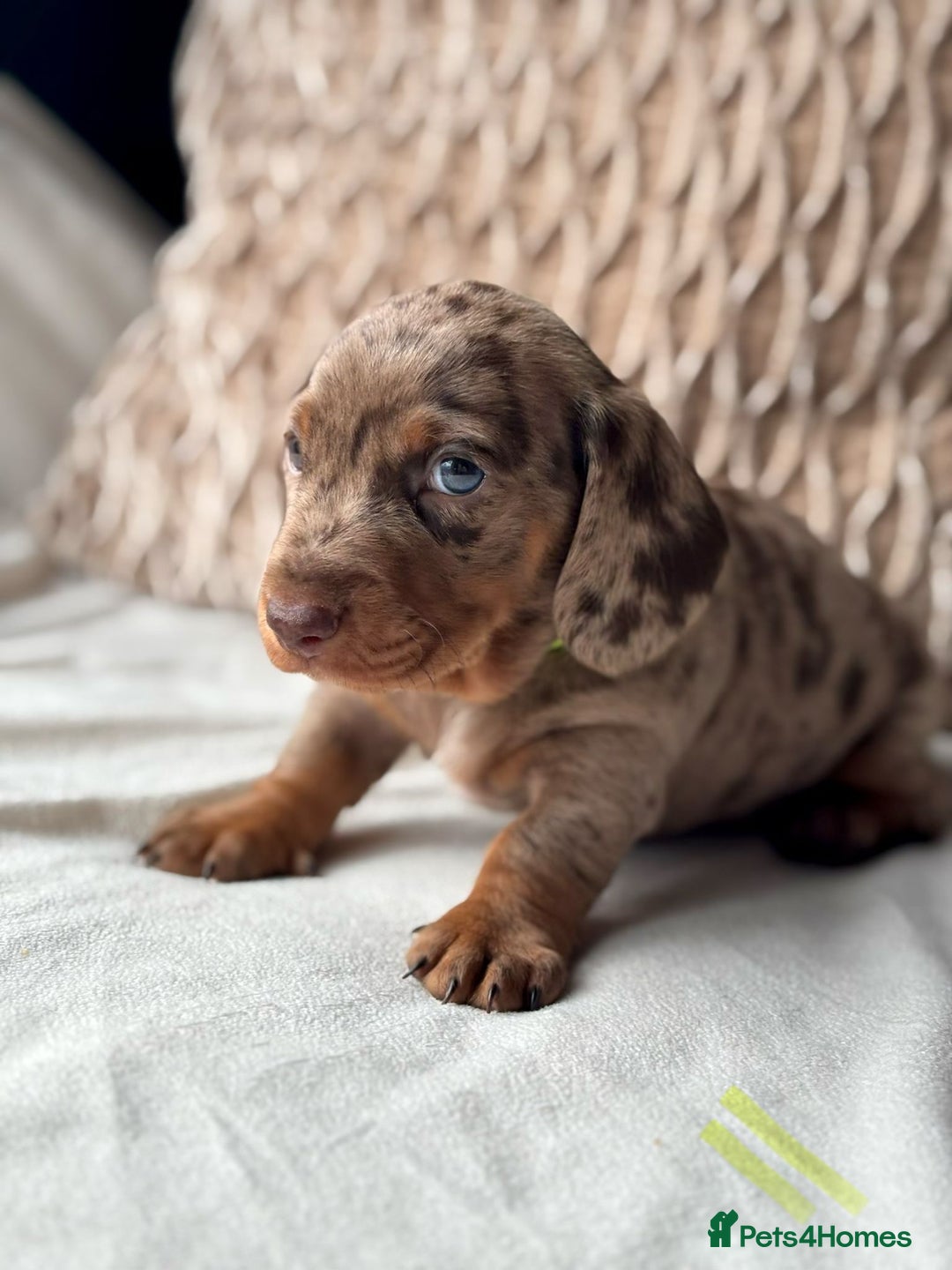 Miniature Dachshund dogs for sale: For Sale Adorable Miniature Dachshund puppies - Advert 22