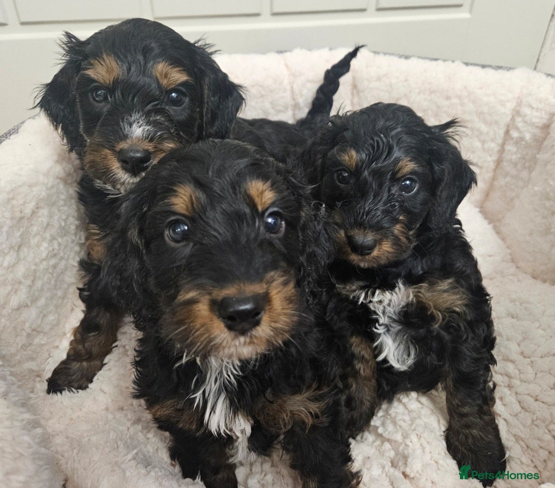 Cockapoo dogs Ready next week!Licensed insured breeder! Boys!! - Advert 1