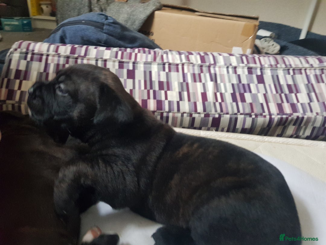 Mixed Breed dogs for sale: 5 cane corso mix puppies - Image 13