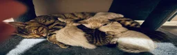 Bengal cats for sale: Silver, Snow Lynx & Brown Rosette Bengals in Crawley - Advert 7
