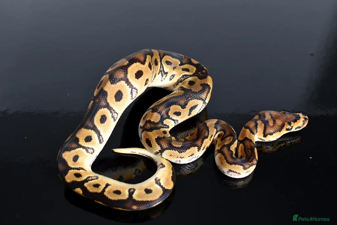 Python Snake reptiles for sale: Amazing baby ball pythons - Advert 27