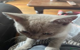 British Shorthair cats for sale: Beautiful British blue Kittens in Sheffield - Image 10