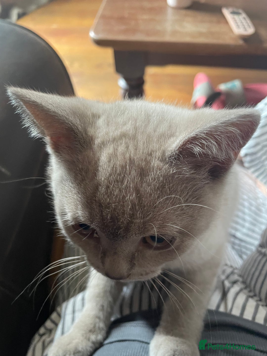 British Shorthair cats for sale: Beautiful British blue Kittens in Sheffield - Image 10