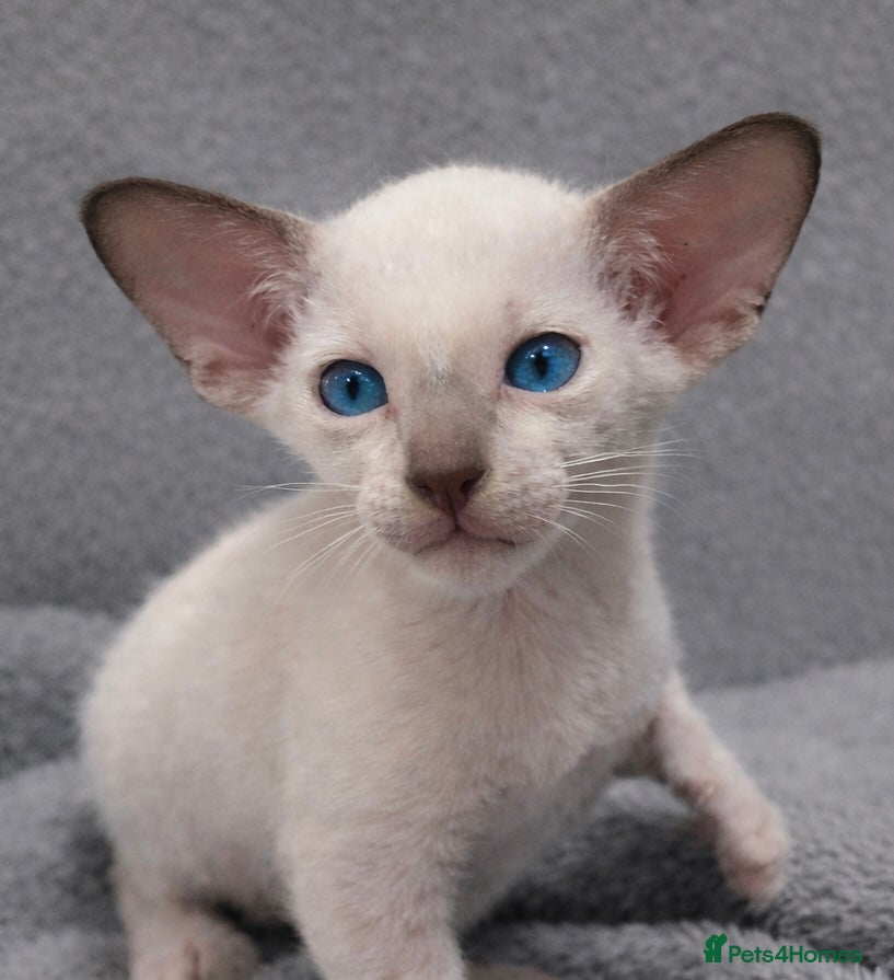 Siamese cats Supreme Pedigree Siamese kittens GCCF registered  - Advert 5