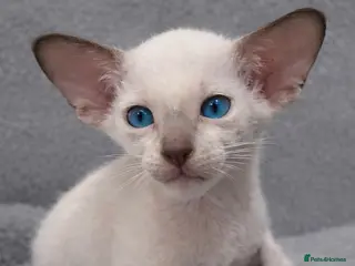 Siamese cats Supreme Pedigree Siamese kittens GCCF registered - Advert 5