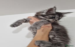 Maine Coon cats for sale: Purebred King Size Maine Coon kittens  - Image 6