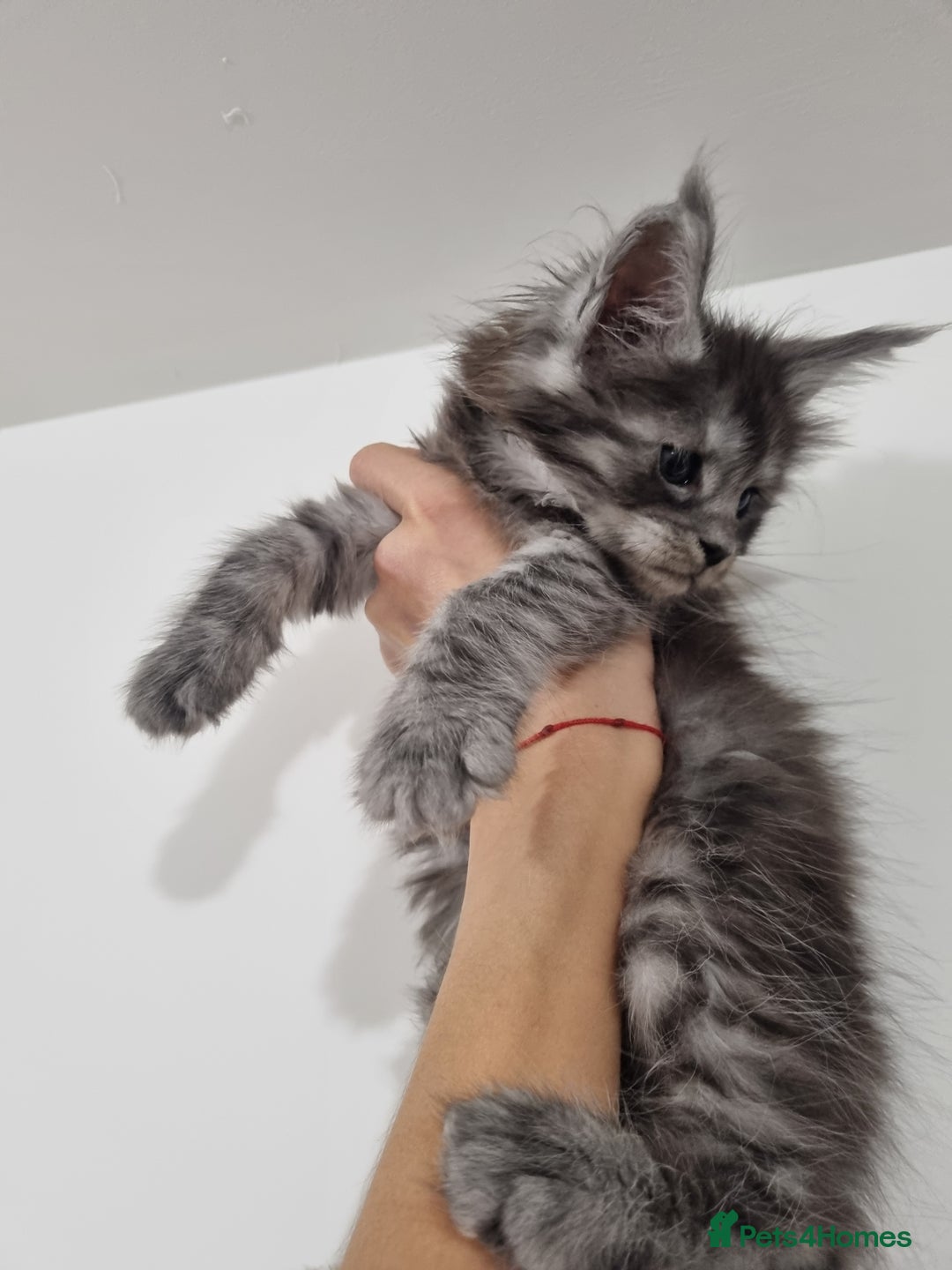 Maine Coon cats for sale: Purebred King Size Maine Coon kittens  - Image 6