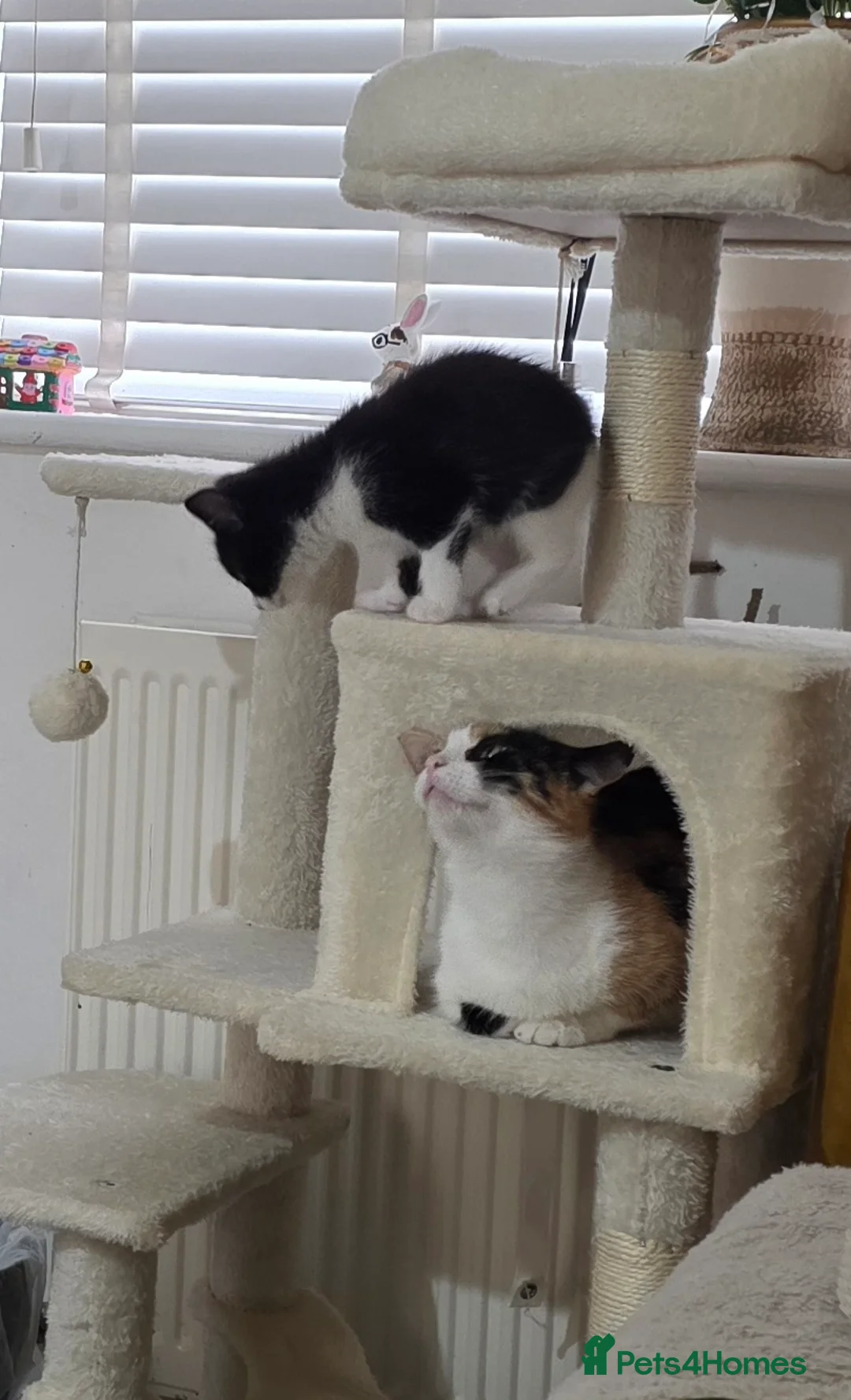 Mixed Breed cats for sale: Ready to fall in love?Meet our tiny bundles of joy - Advert 7