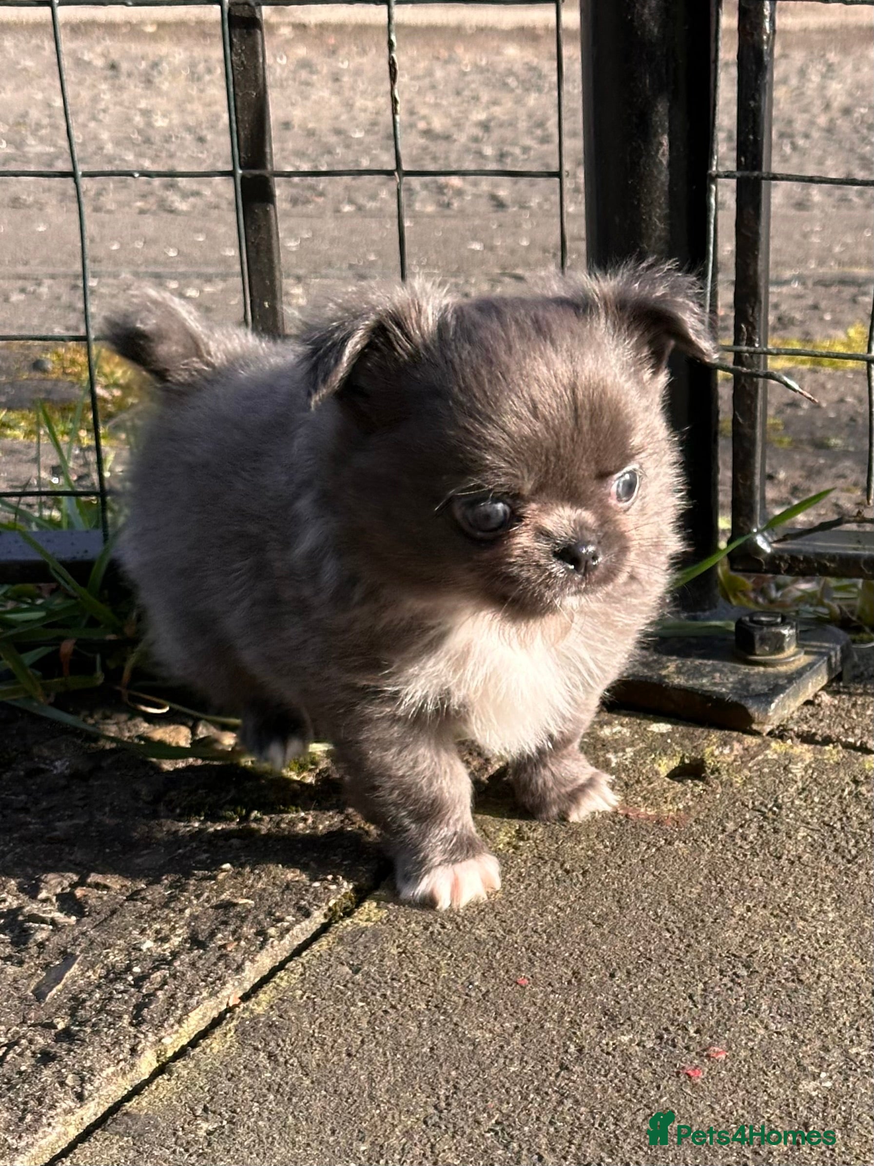 Chihuahua dogs Long hair, beautiful chihuahuas - Advert 3