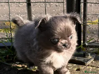 Chihuahua dogs Long hair, beautiful chihuahuas - Advert 3