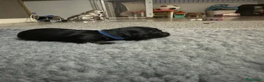 Miniature Dachshund 2