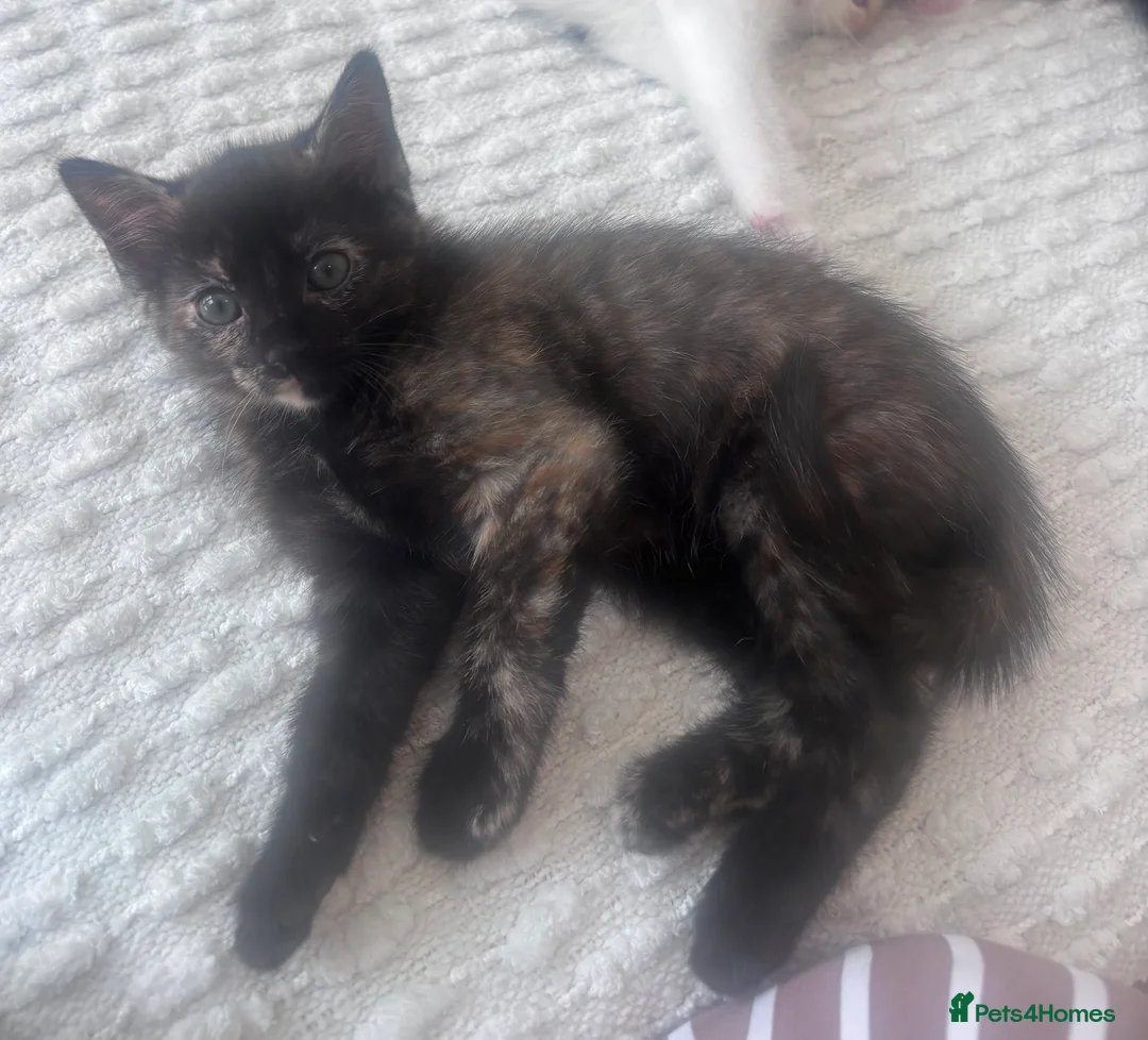 Ragdoll cats for sale: Kittens - Looking for Their Forever Home Together - Advert 7
