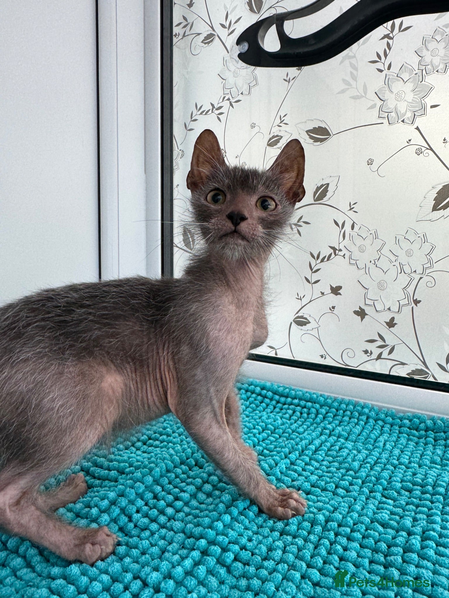 Lykoi cats Super cuddly Lykoi boy  - Advert 1